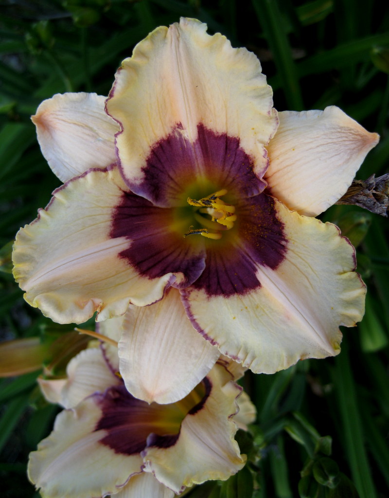 Hemerocallis 'Point of Divergence'